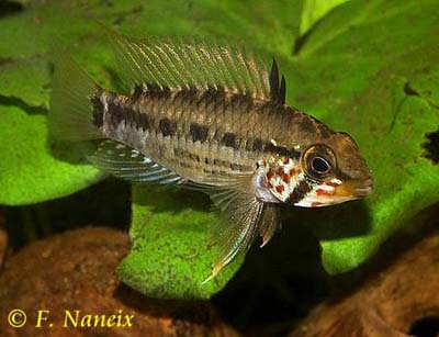 Apistogramma gossei